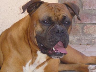 bulo